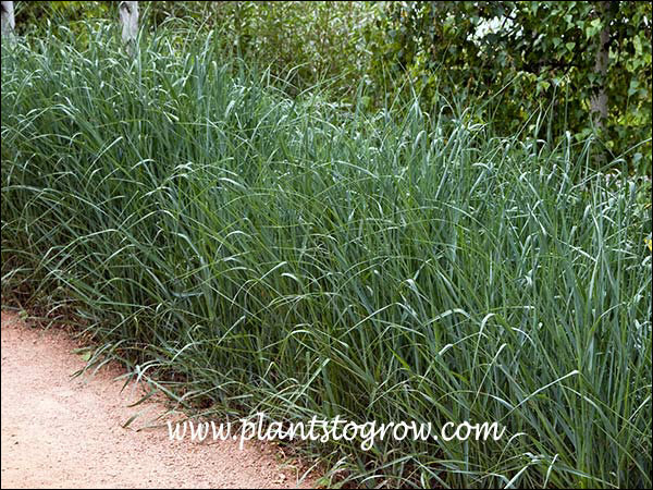 A mass planting growing as a grass hedge.